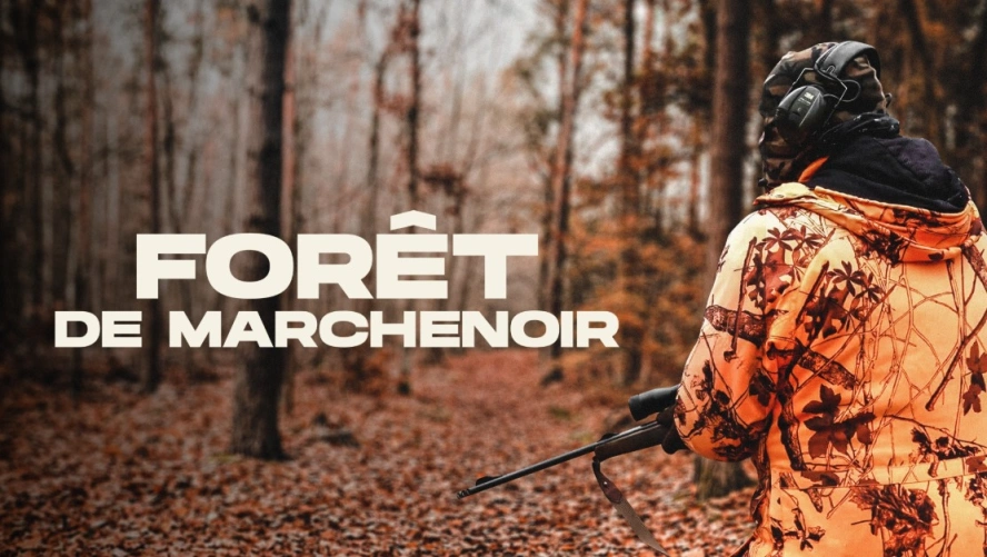 Forêt de Marchenoir