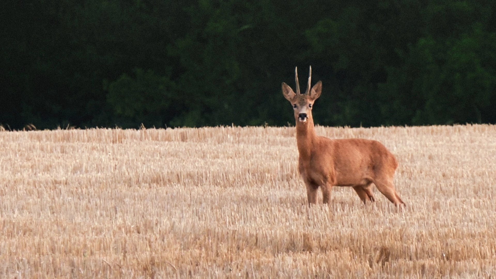 Petit Prince (épisode 6)