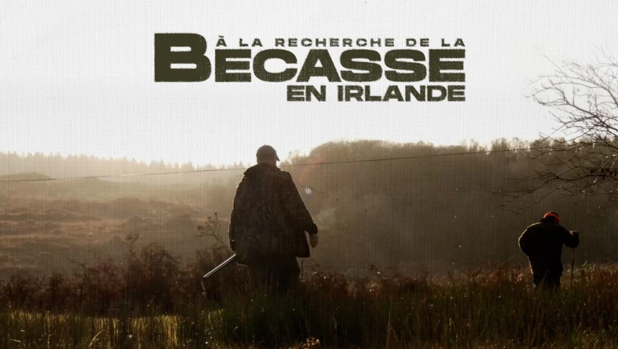 À la Recherche de la Bécasse en Irlande