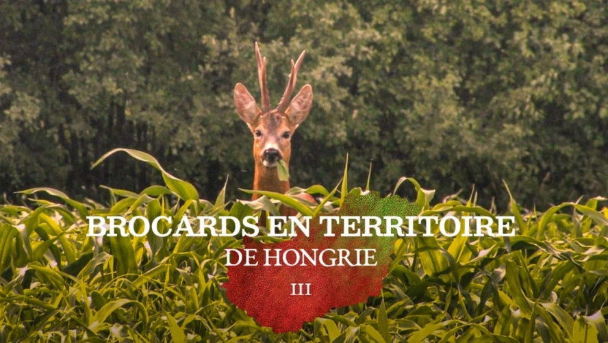 Brocards en Territoire de Hongrie (partie 3)