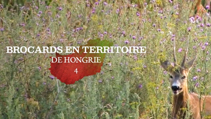 Brocards en Territoire de Hongrie (partie 4)