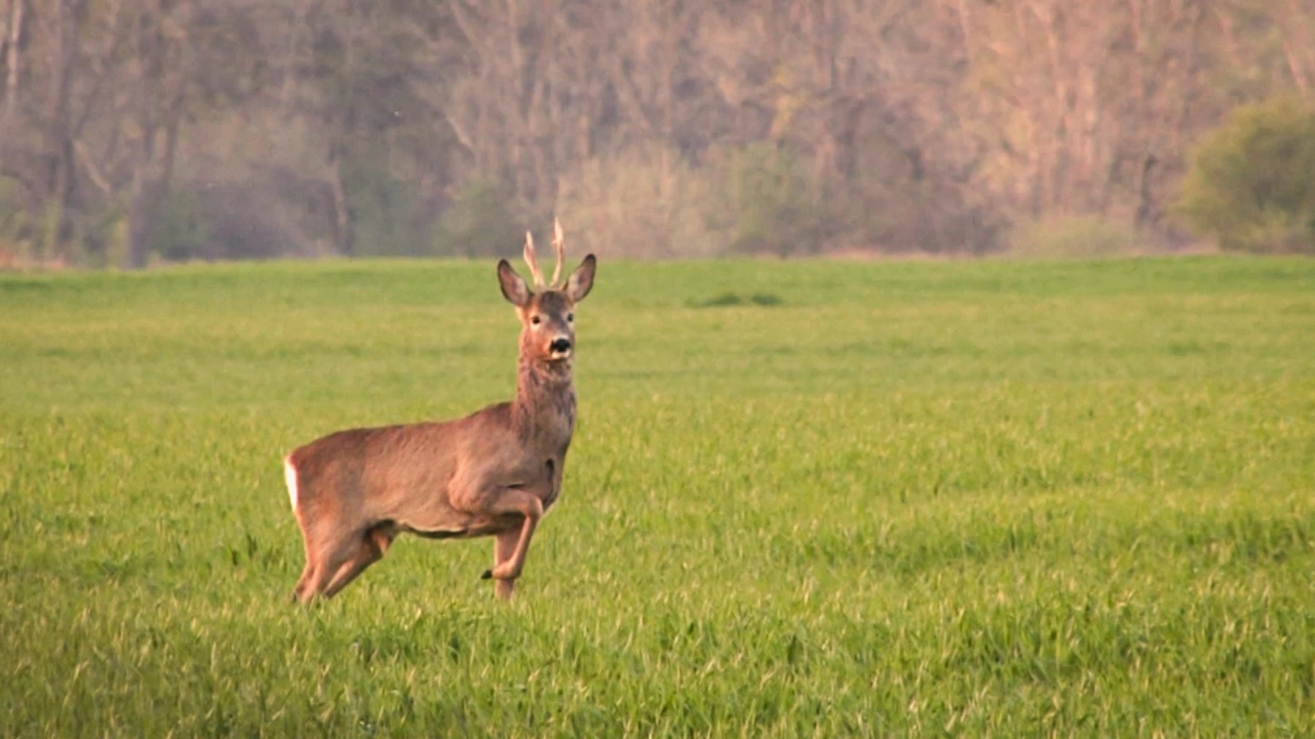 Brocards en Territoire de Hongrie (partie 5)