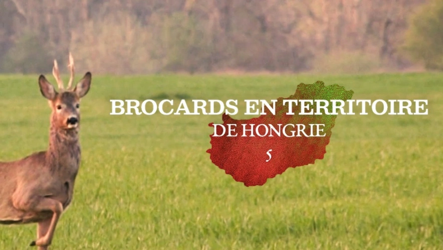 Brocards en Territoire de Hongrie (partie 5)