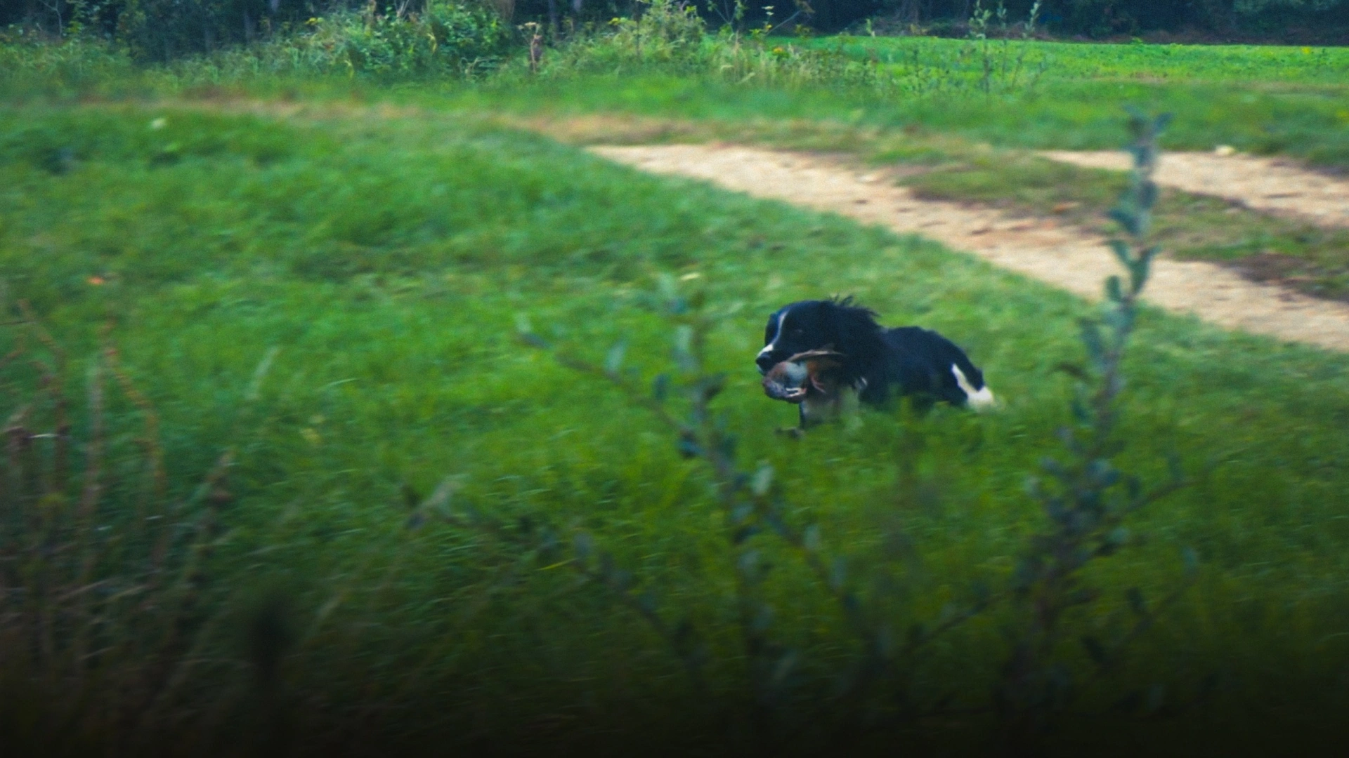 Perdreaux au Domaine d'Argenson