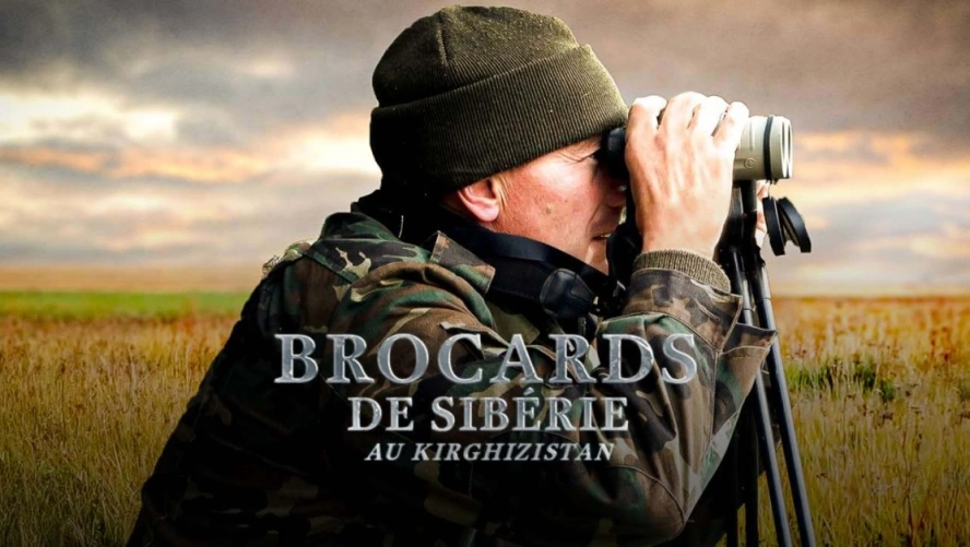Brocards de Sibérie au Kirghizistan