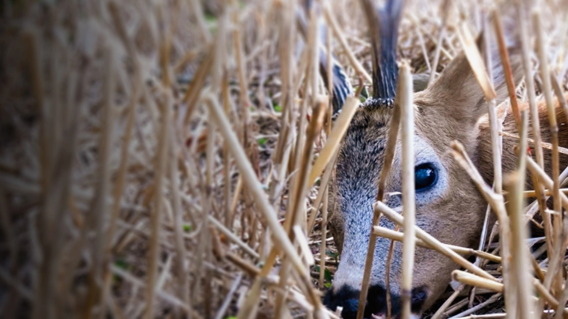 Petit Prince (épisode 4)