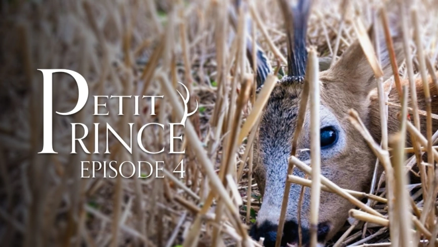Petit Prince (épisode 4)