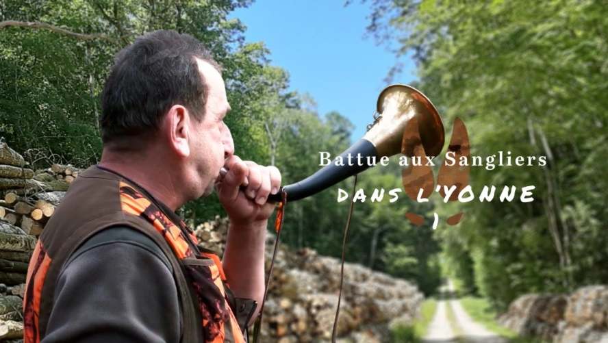 Battue aux sangliers dans l'Yonne (épisode 1)