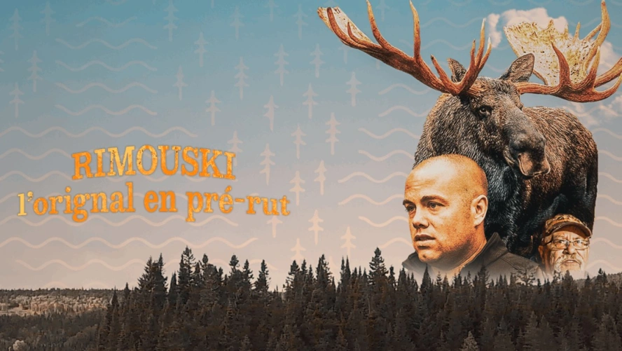 Rimouski, l'orignal en pré-rut - Chasse Québec