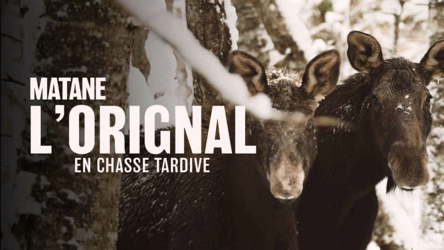 Matane, l'orignal en chasse tardive - Chasse Québec