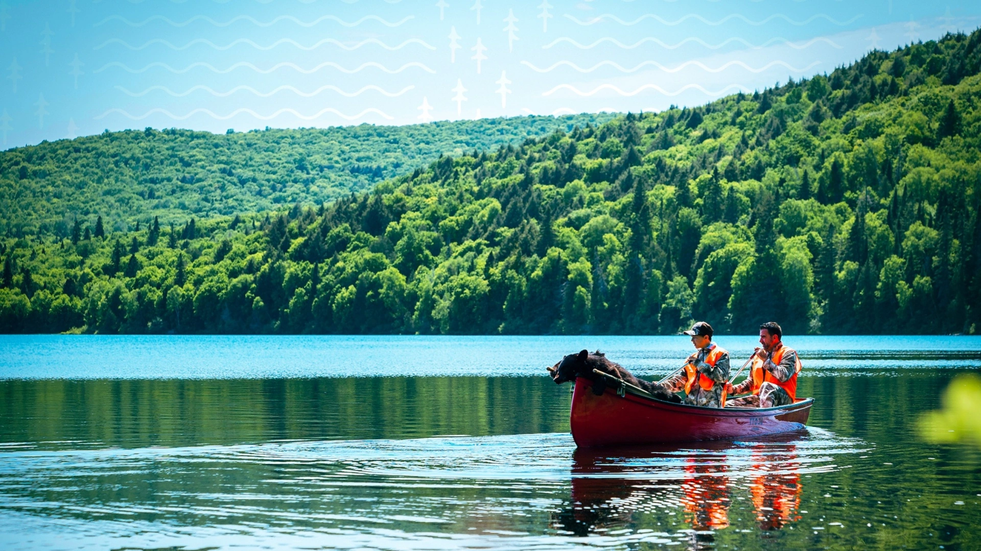 L'ours rouge Matawin - Chasse Québec