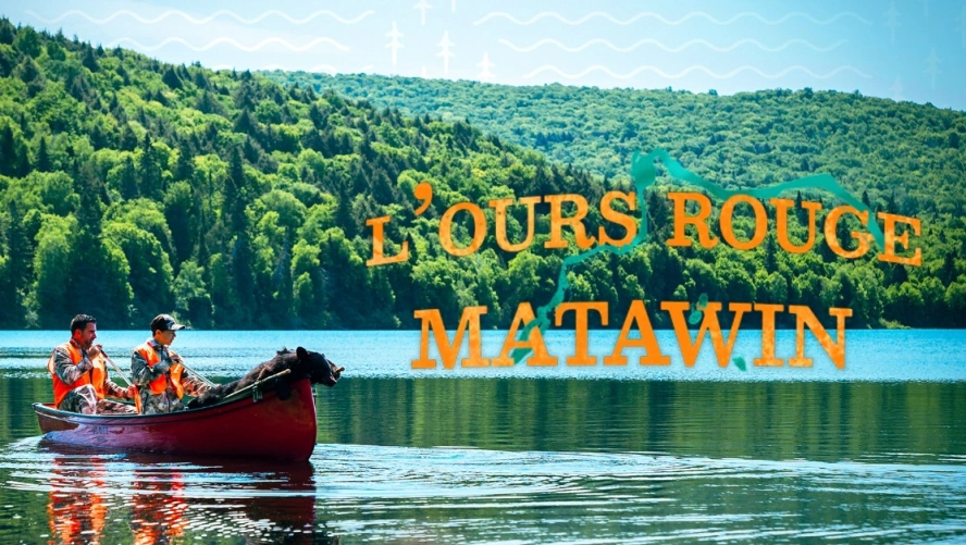 L'ours rouge Matawin - Chasse Québec