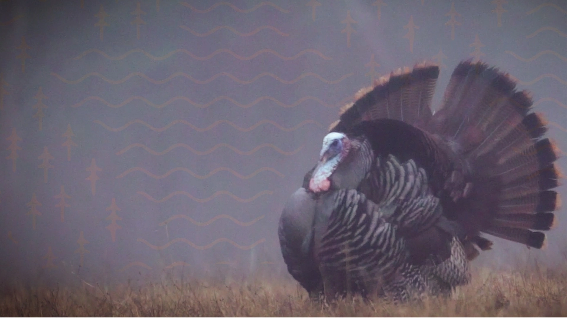 Une chasse au dindon sauvage - Chasse Québec