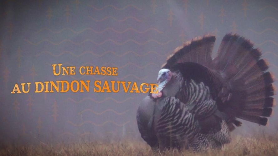 Une chasse au dindon sauvage - Chasse Québec