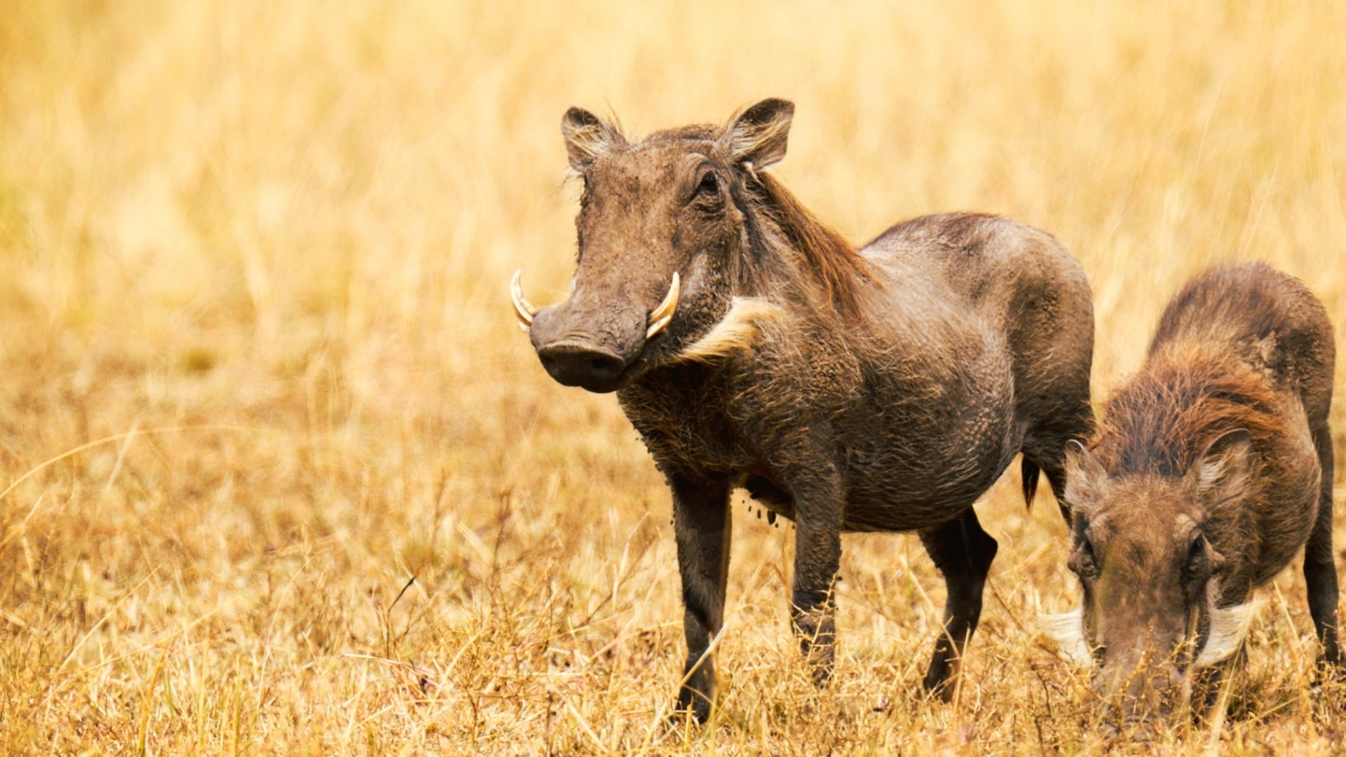 Phacochères du Botswana (épisode 1)