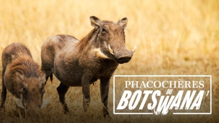 Phacochères du Botswana (épisode 1)