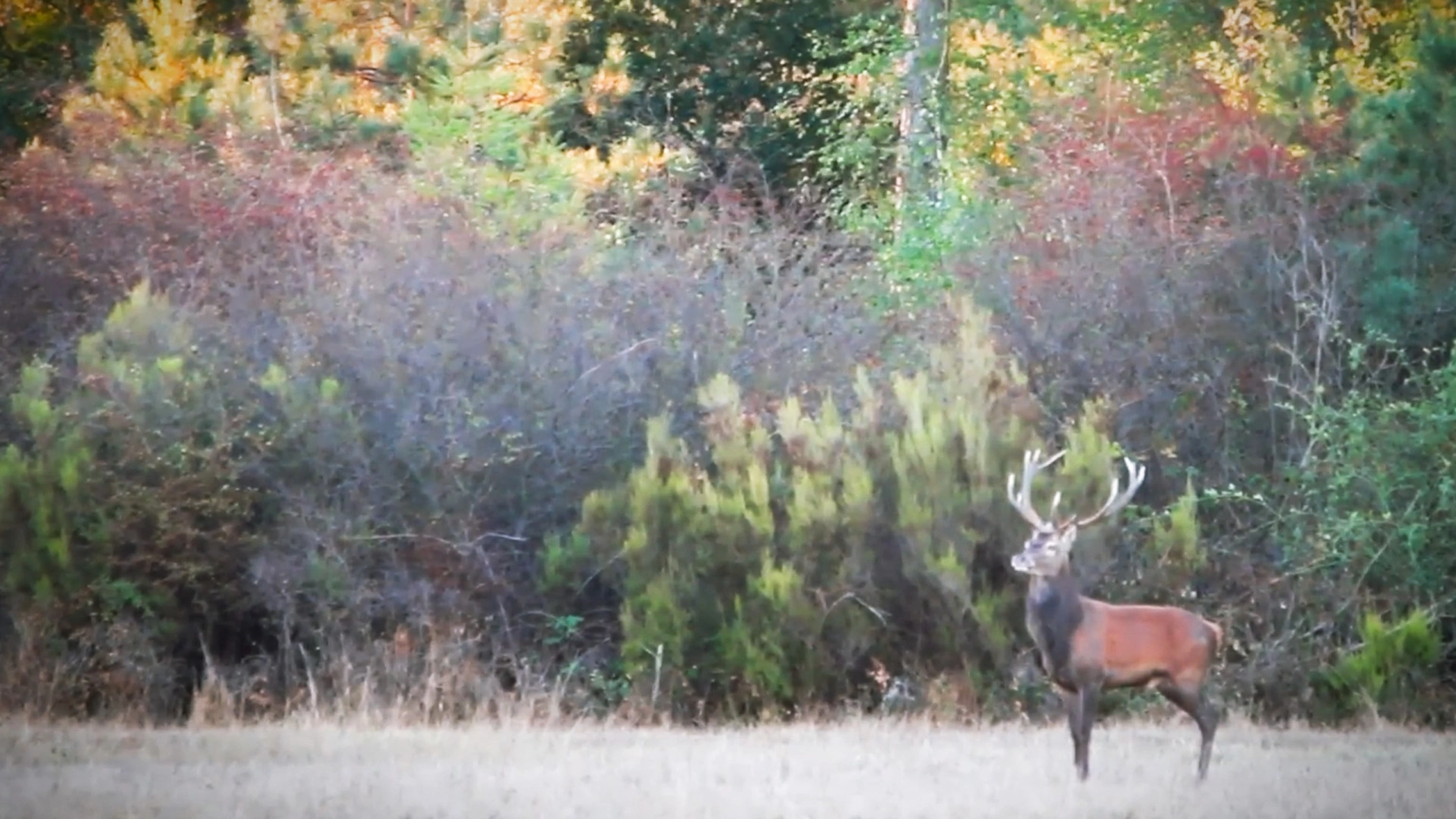 Animalier à Chambord