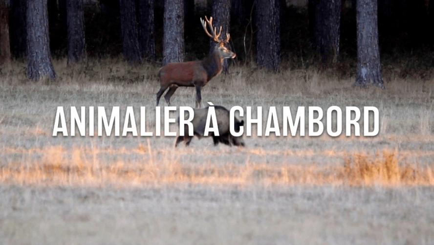 Animalier à Chambord