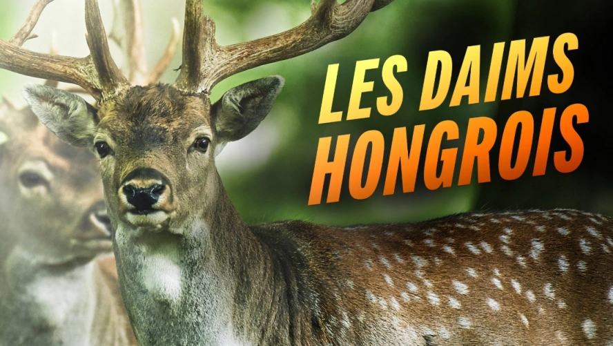 Les daims Hongrois