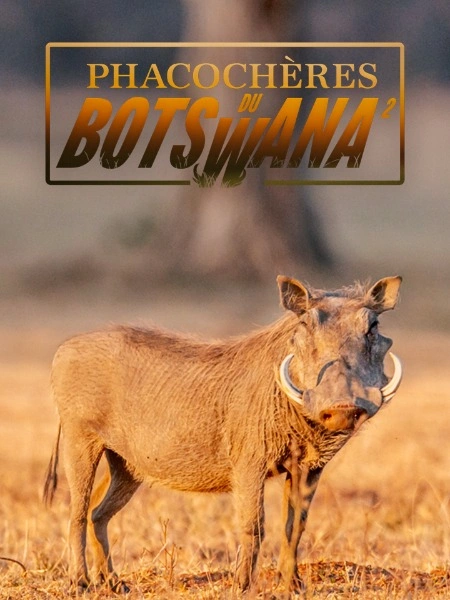 Phacochères du Botswana (épisode 2)