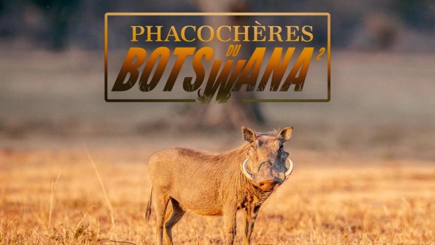 Phacochères du Botswana (épisode 2)