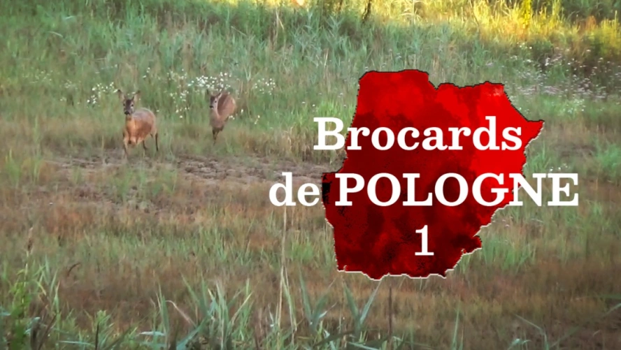 Brocards de Pologne (épisode 1)