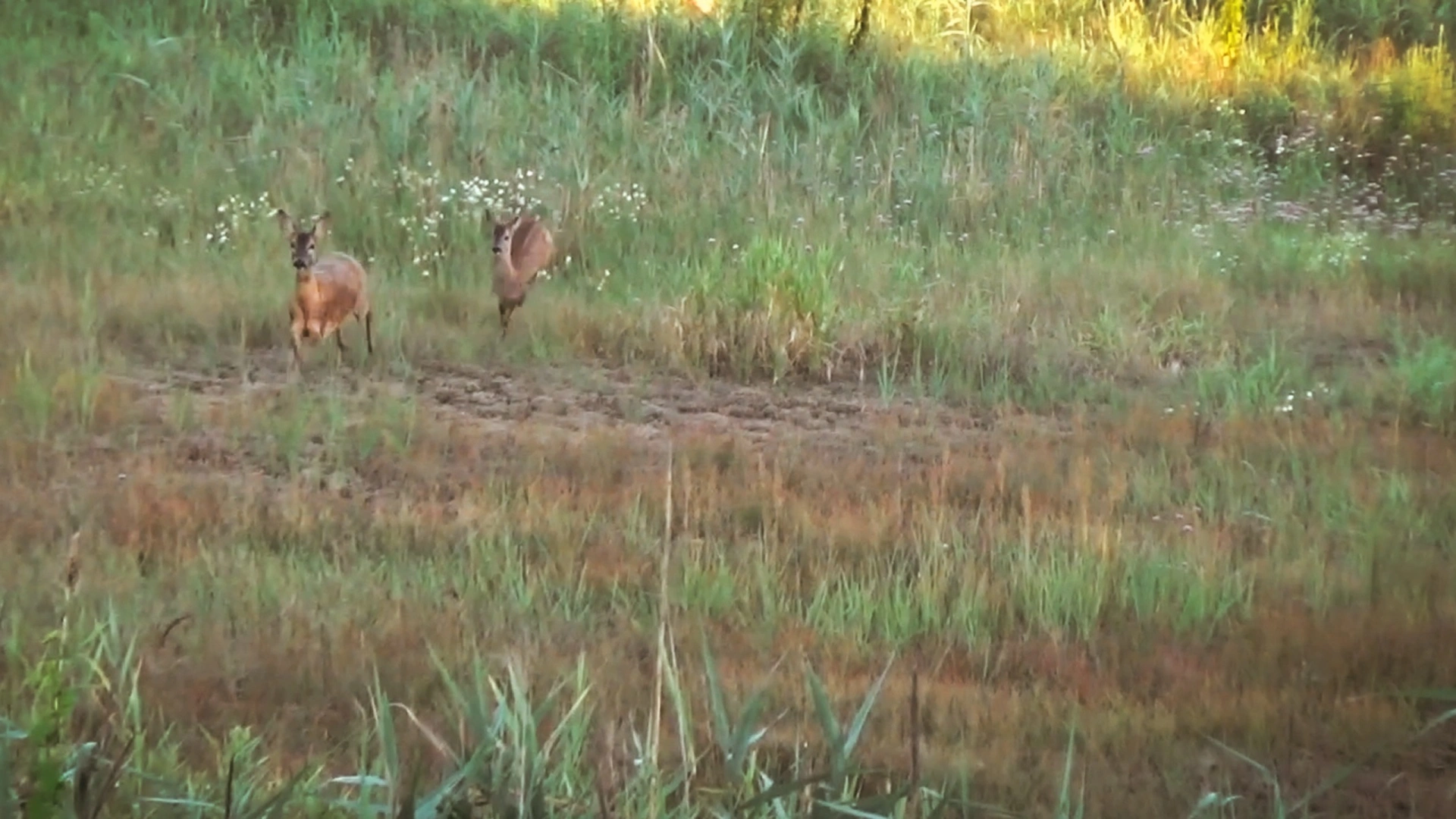 Brocards de Pologne (épisode 2)
