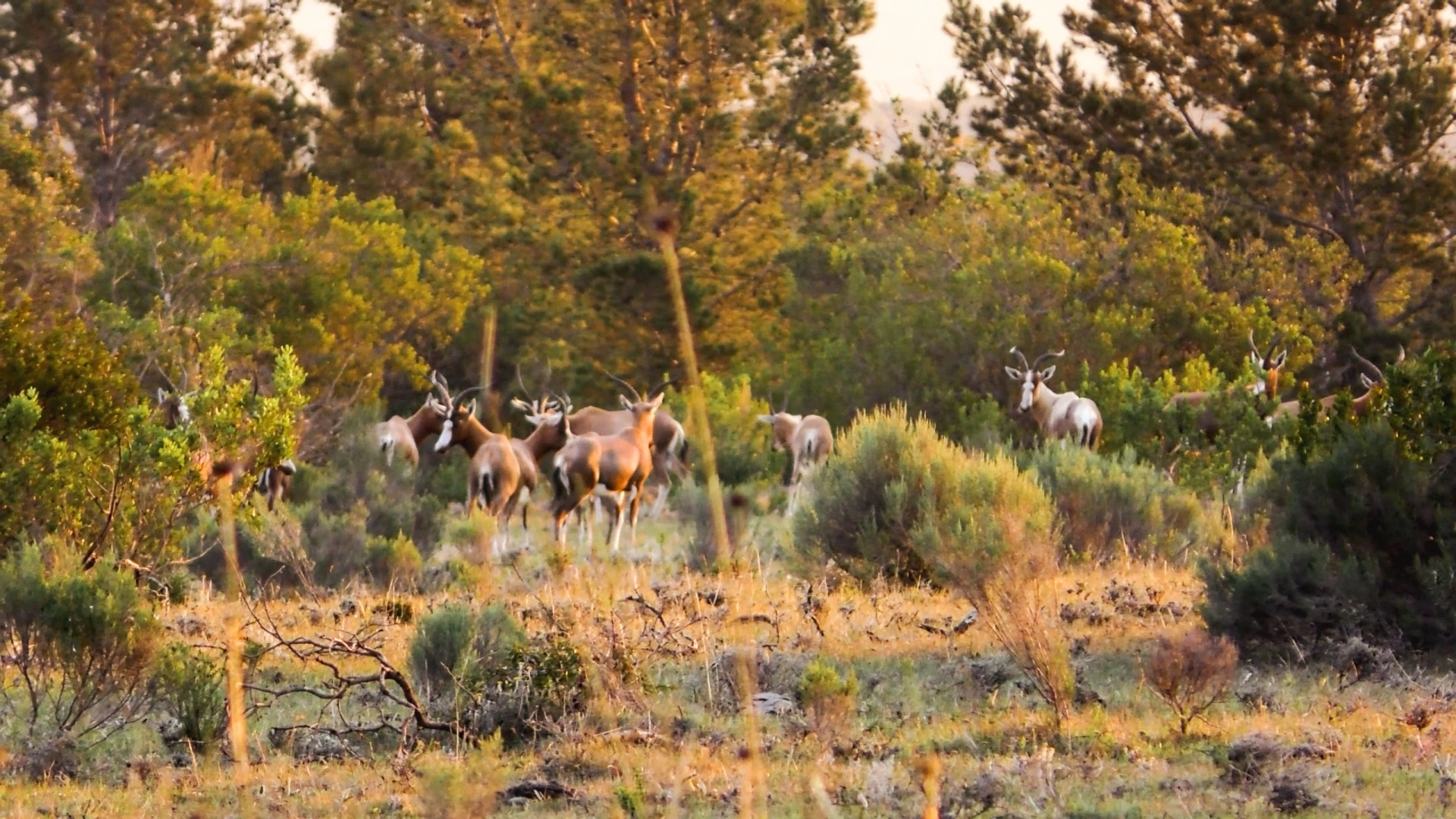 Chasse en Afrique Partie 1