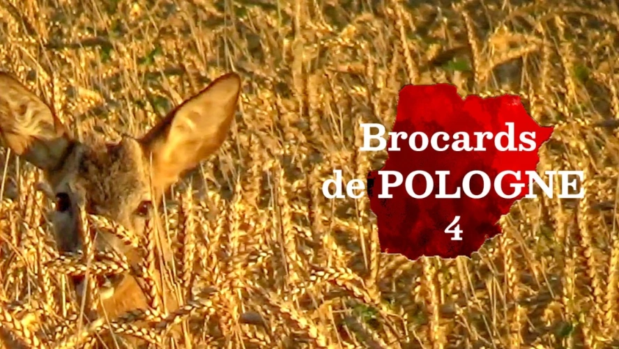 Brocards de Pologne (épisode 4)