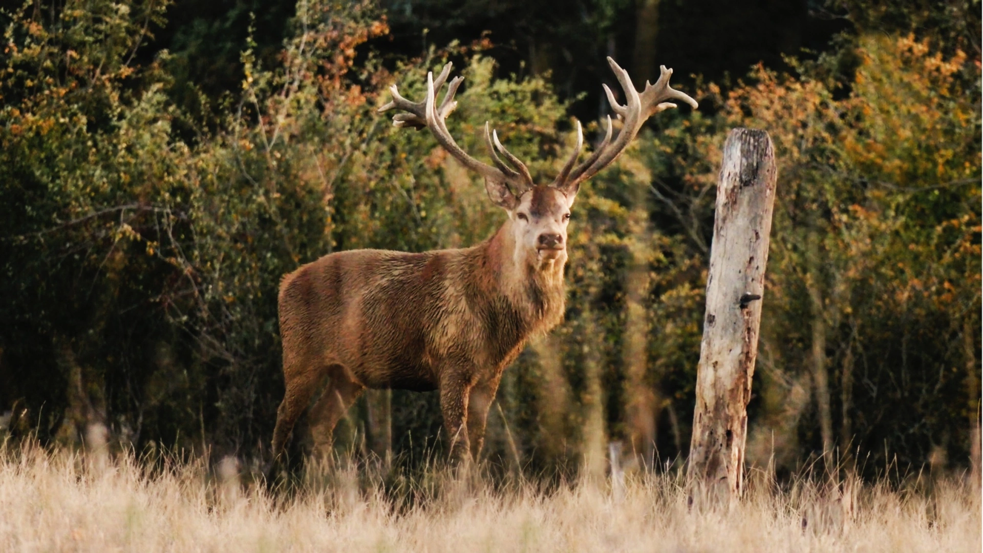 Un 16 cors en Bourgogne