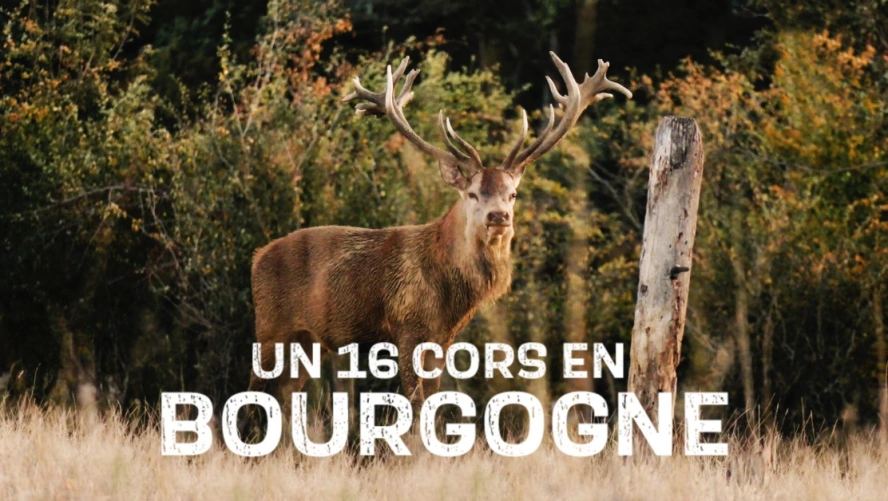 Un 16 cors en Bourgogne