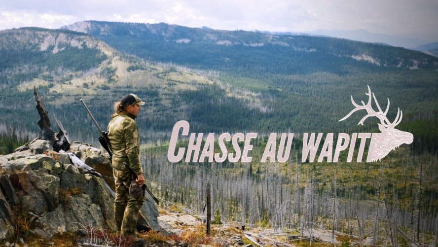 Chasse au wapiti