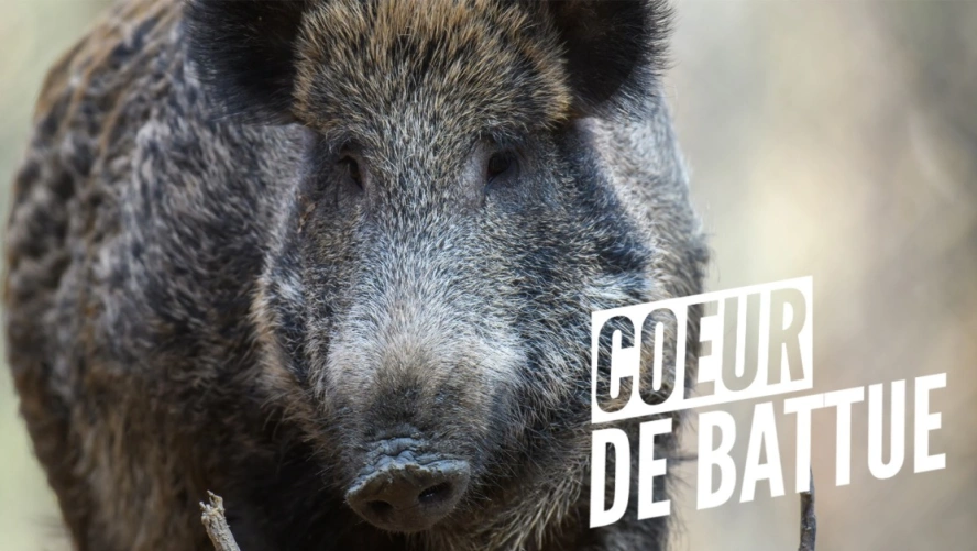 Cœur de battue