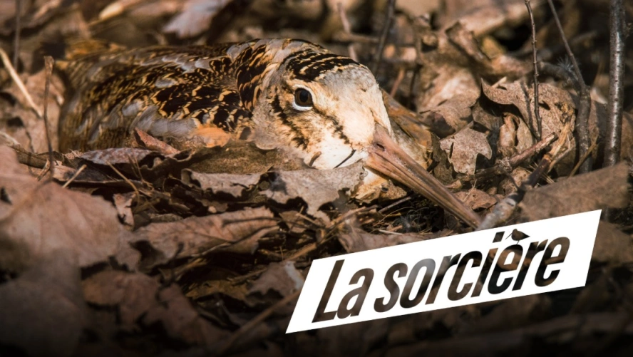 La sorcière
