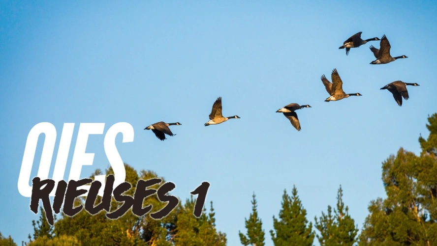 Oies rieuses 1