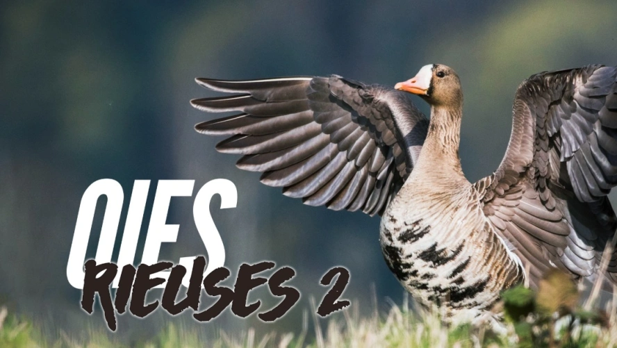 Oies rieuses 2