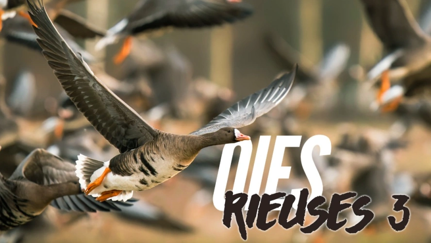 Oies rieuses 3