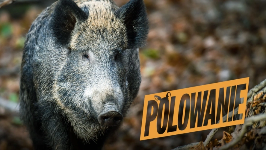 Polowanie