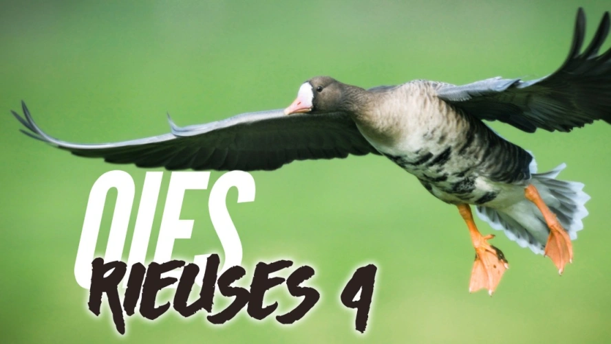 Oies rieuses 4