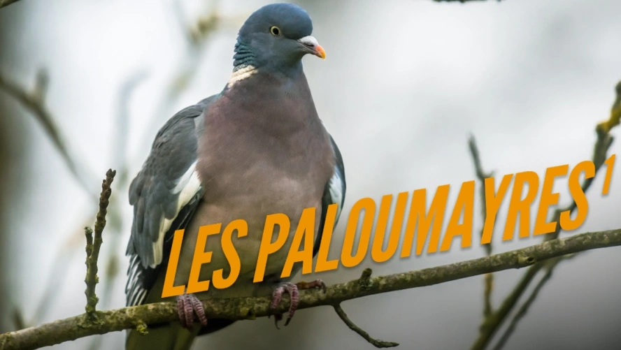 Les paloumayres 1