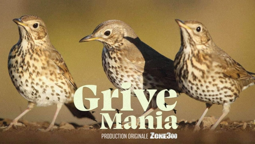 Grive Mania
