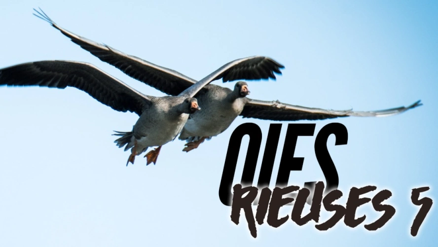 Oies rieuses 5