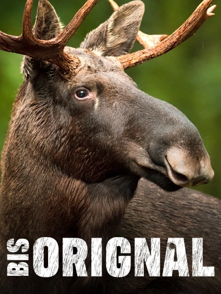 Orignal bis