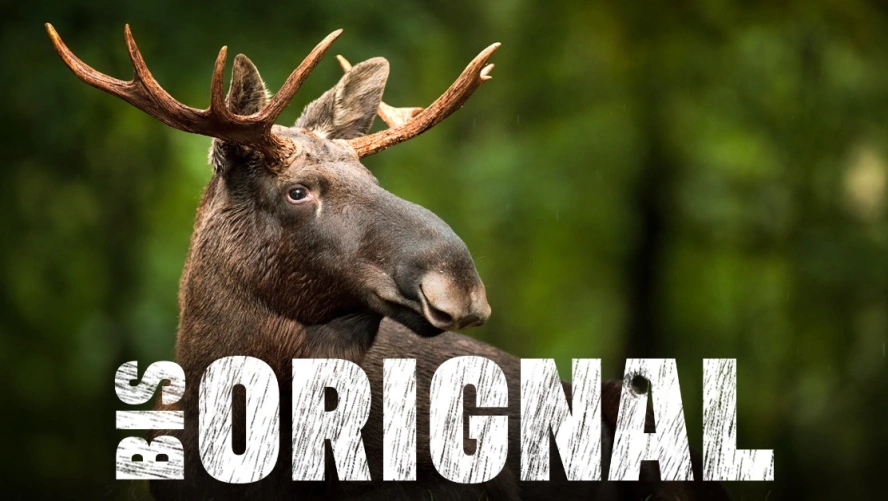 Orignal bis