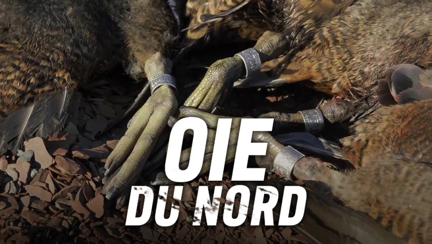 Oie du Nord