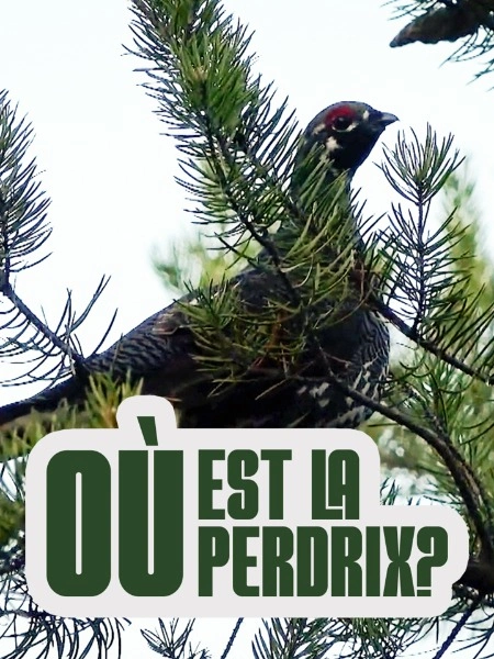 Où est la Perdrix?