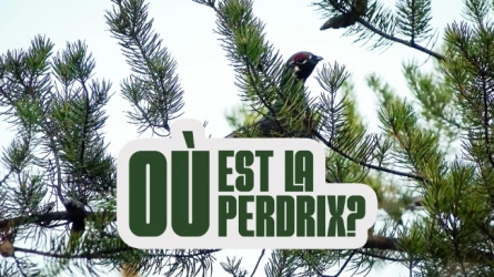 Où est la Perdrix?