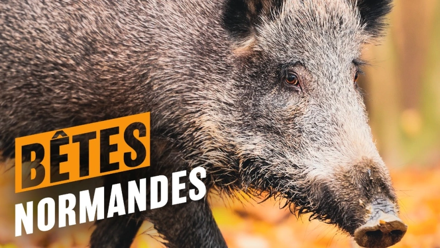 Bêtes normandes