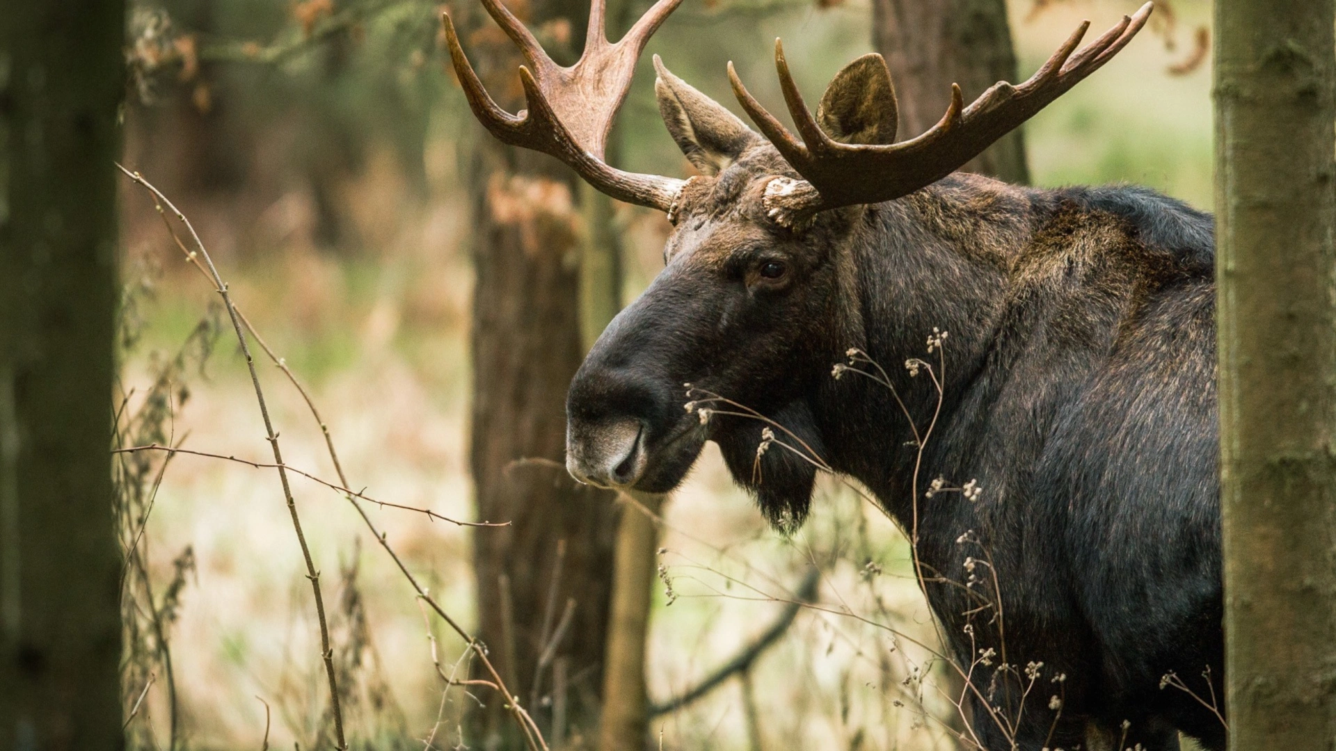 Cache cache original