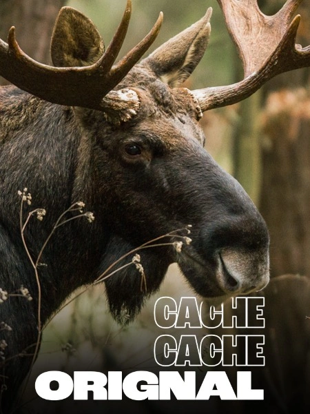 Cache cache original